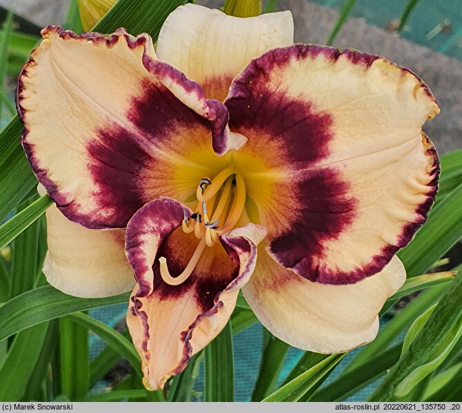 Hemerocallis ×hybrida Bold Encounter