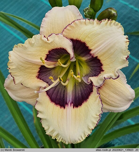 Hemerocallis ×hybrida Bluebird Butterfly