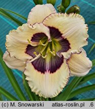 Hemerocallis ×hybrida Bluebird Butterfly
