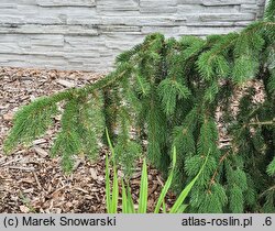 Picea abies Cincinnata