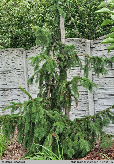 Picea abies Cincinnata