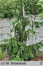 Picea abies Cincinnata