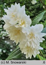 Philadelphus Girandole