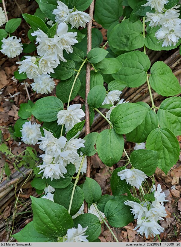 Philadelphus Girandole