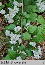 Philadelphus Girandole