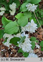 Philadelphus Girandole