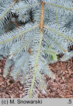 Picea pungens Edith