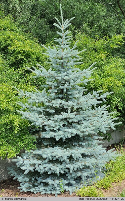 Picea pungens Edith