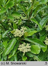 Viburnum nudum Pink Beauty