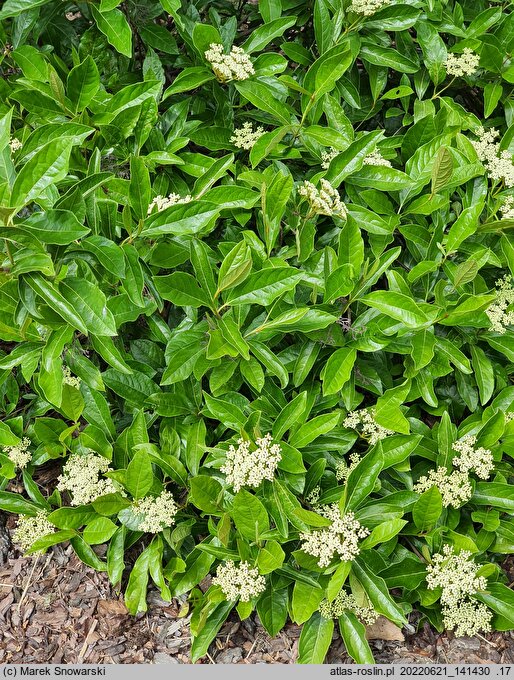 Viburnum nudum Pink Beauty
