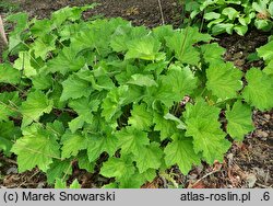 Heuchera villosa JS Felt Room