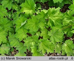 Heuchera villosa JS Felt Room