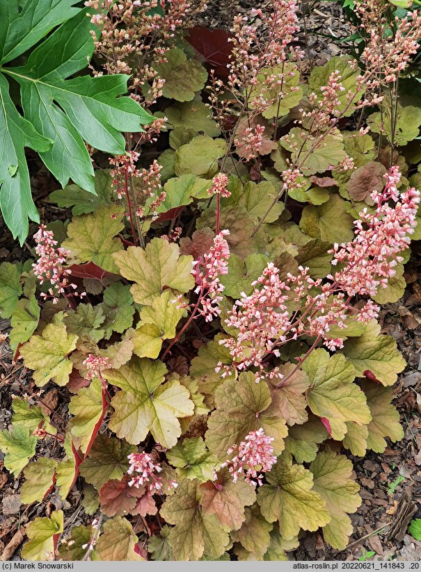 Heuchera Pink Pearls
