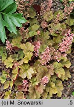 Heuchera Pink Pearls
