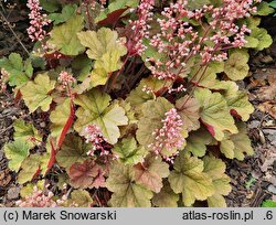 Heuchera Pink Pearls