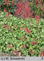 Heuchera Hercules