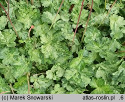 Heuchera Hercules
