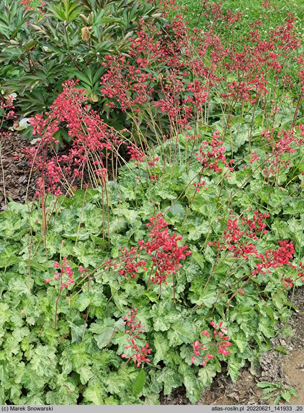 Heuchera Hercules