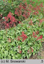 Heuchera Hercules