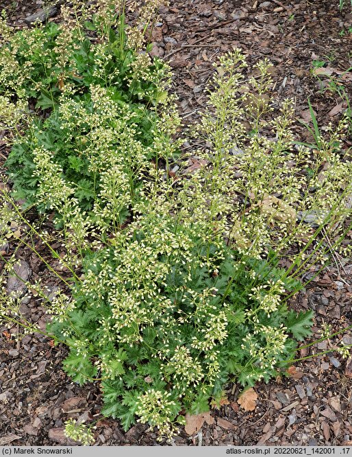 Heuchera Apple Crisp