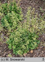 Heuchera Apple Crisp