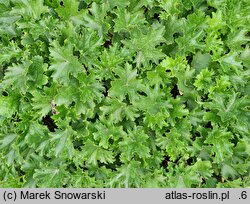 Heuchera Apple Crisp
