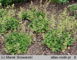 Heuchera Apple Crisp