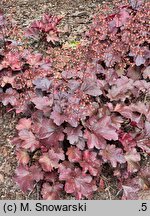 Heuchera Galaxy