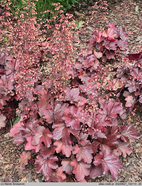 Heuchera Galaxy