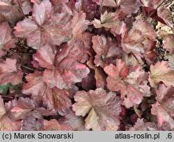 Heuchera Galaxy
