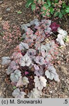 Heuchera Sugar Plum