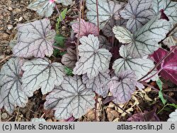 Heuchera Sugar Plum