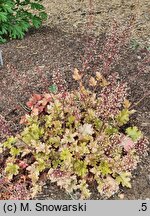 Heuchera Marmalade