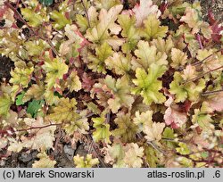 Heuchera Marmalade