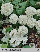 Viburnum plicatum Thunberg's Original