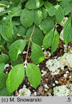 Viburnum plicatum Thunberg's Original