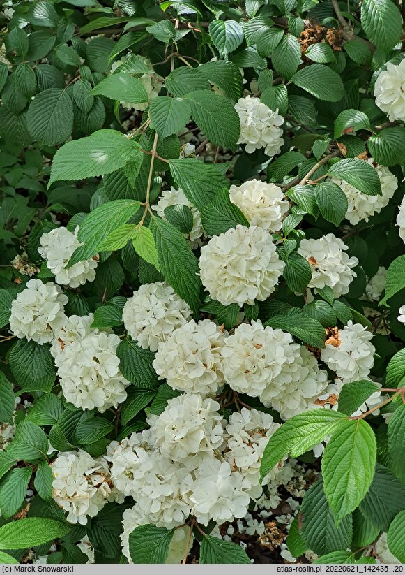 Viburnum plicatum Thunberg's Original