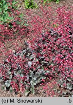 Heuchera Glitter