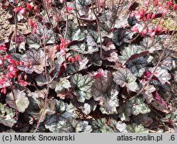 Heuchera Glitter