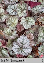 Heuchera Glitter