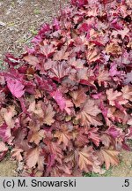 Heuchera Magma