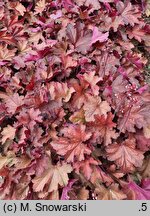 Heuchera Magma