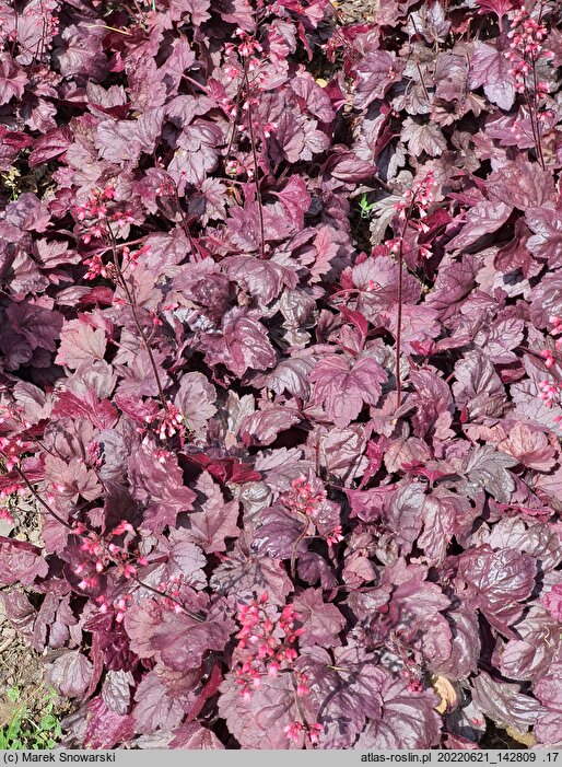 Heuchera Grape Soda