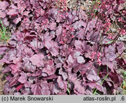 Heuchera Grape Soda