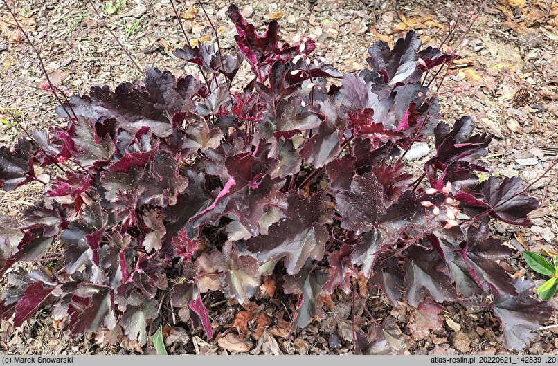 Heuchera LITTLE CUTIE Coco