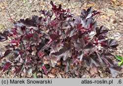Heuchera LITTLE CUTIE Coco