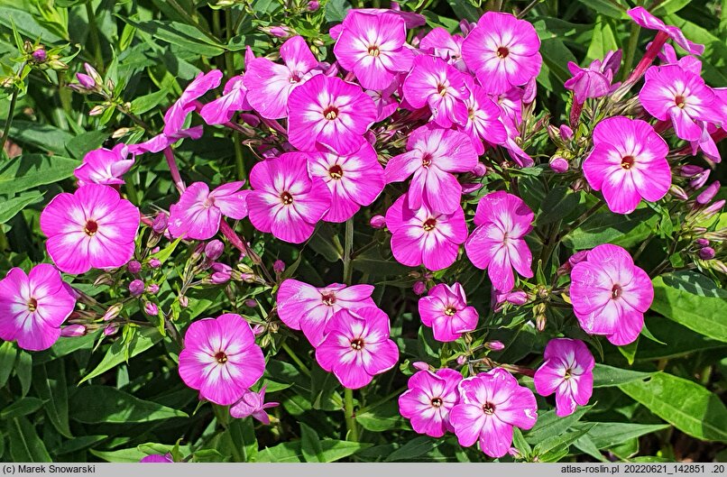 Phlox paniculata Flame Pro Violet Charm