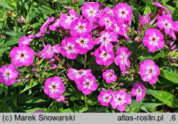 Phlox paniculata Flame Pro Violet Charm