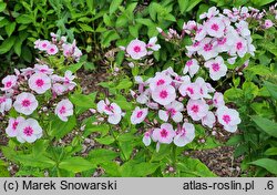 Phlox paniculata Bright Eyes
