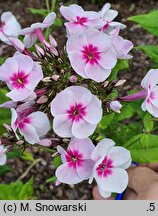 Phlox paniculata Bright Eyes